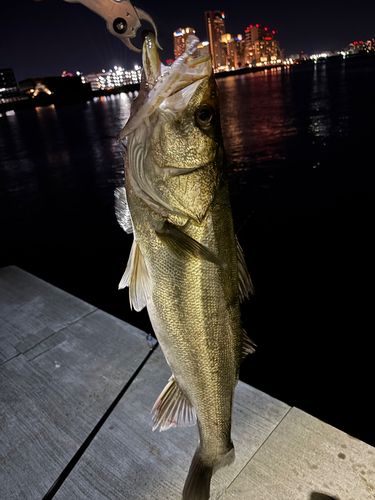 シーバスの釣果