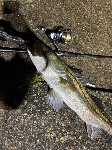 シーバスの釣果