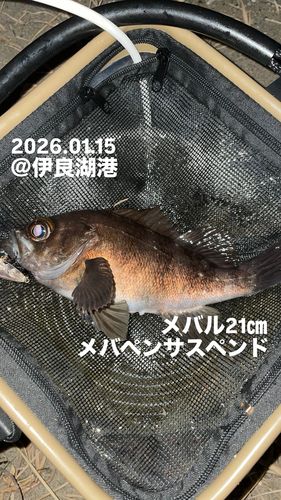 メバルの釣果