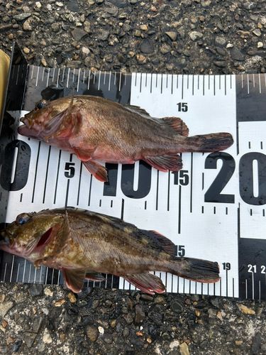 若洲海浜公園海釣り施設