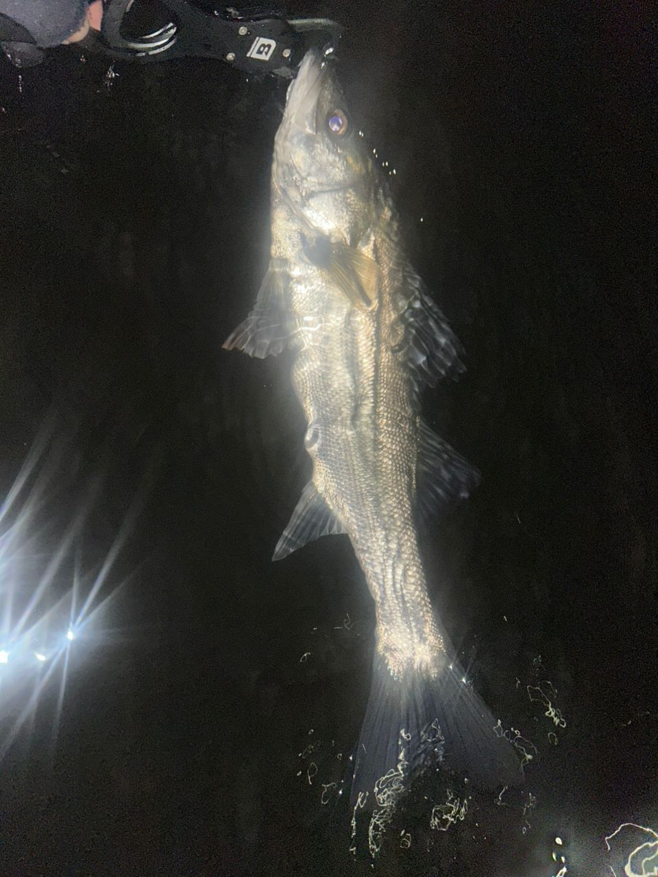 セイゴ（マルスズキ）