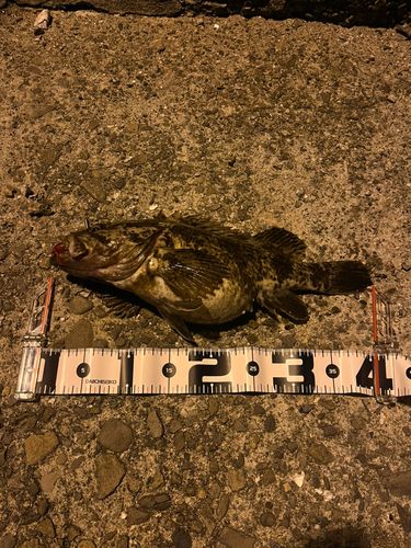 タケノコメバルの釣果