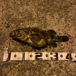 タケノコメバル