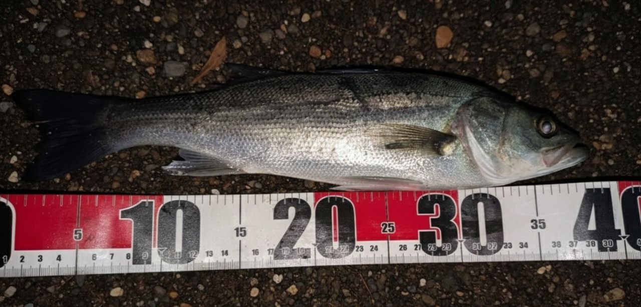 ハネ（マルスズキ）