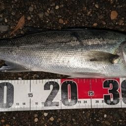 ハネ（マルスズキ）