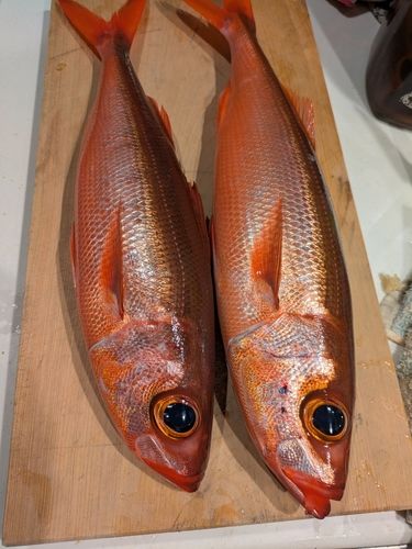 ハチビキの釣果