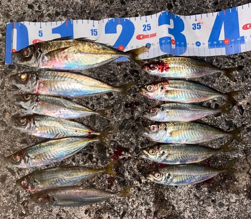 アジの釣果