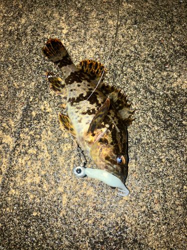 タケノコメバルの釣果