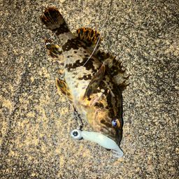 タケノコメバル