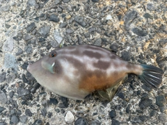 ウマヅラハギの釣果