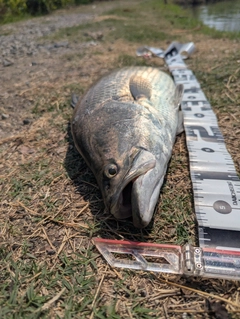 バラマンディの釣果