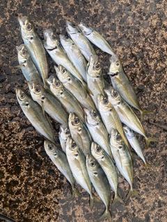 アジの釣果