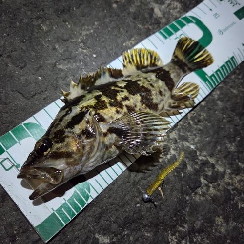 タケノコメバルの釣果