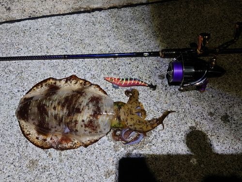 アオリイカの釣果