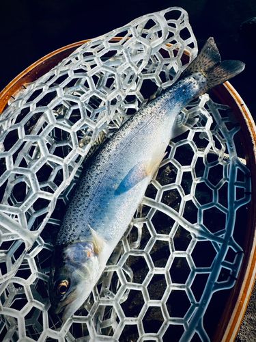 ニジマスの釣果