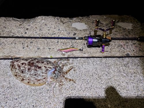 モンゴウイカの釣果