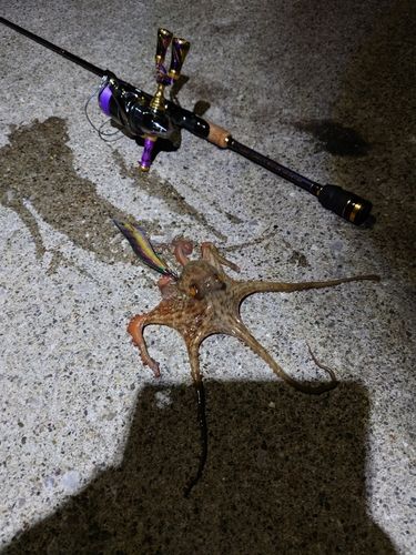タコの釣果
