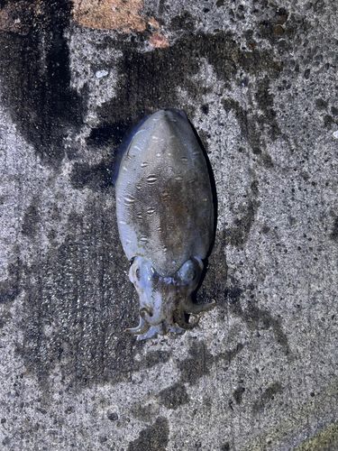 コウイカの釣果