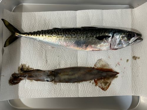 スルメイカの釣果