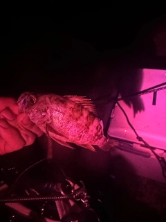 シロメバルの釣果