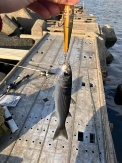 ボラの釣果