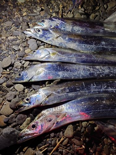 タチウオの釣果