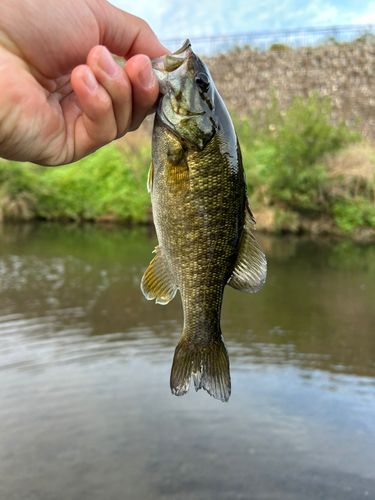 多摩川野川合流