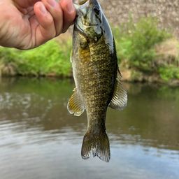 スモールマウスバス