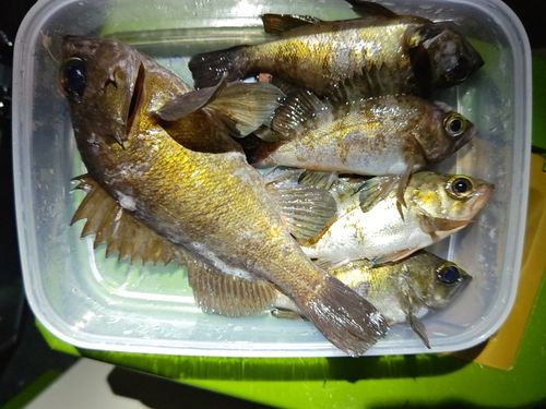 メバルの釣果