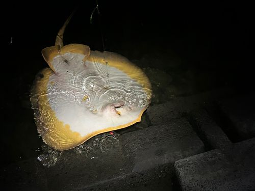 アカエイの釣果