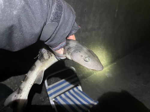 千葉港中央埠頭