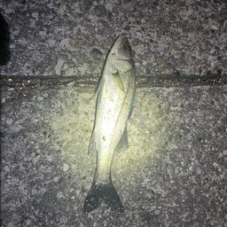 セイゴ（マルスズキ）