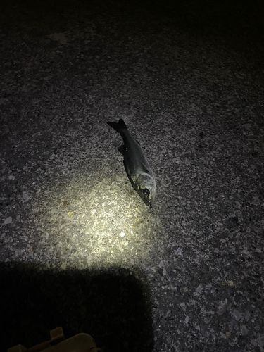 千葉港中央埠頭