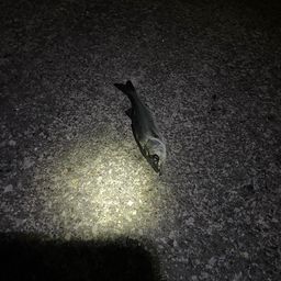 セイゴ（マルスズキ）