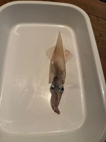 ヤリイカの釣果