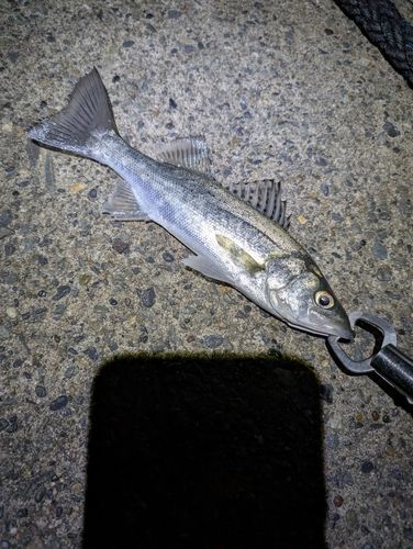 セイゴ（マルスズキ）の釣果
