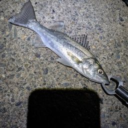 セイゴ（マルスズキ）