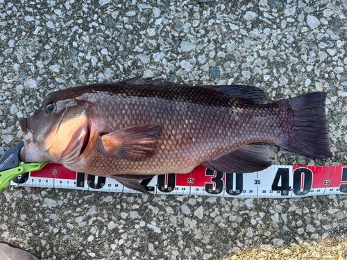 神戸空港親水護岸