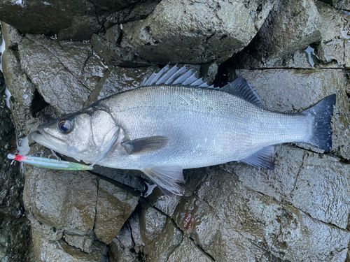 ヒラスズキの釣果