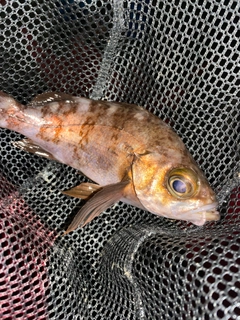 メバルの釣果
