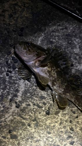 タケノコメバルの釣果