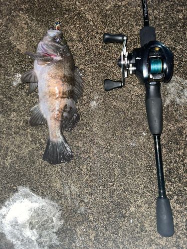 シロメバルの釣果