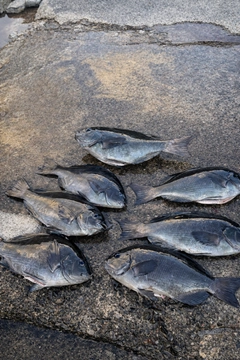 メジナの釣果