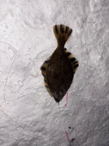 小樽港厩町岸壁