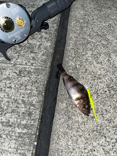 メバルの釣果