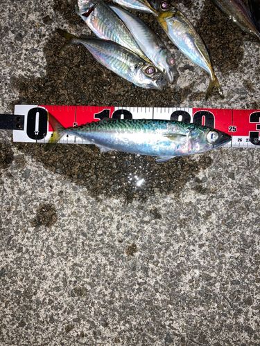 サバの釣果