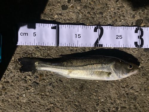 セイゴ（マルスズキ）の釣果