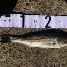 セイゴ（マルスズキ）