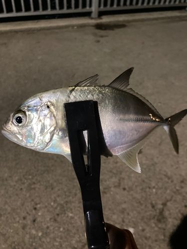 碧南海釣り公園