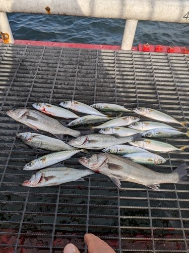 尼崎市立魚つり公園